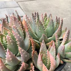 Agave Plants 
