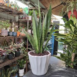 Silver Streak Snake Plant 