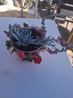 Hermosa suculenta