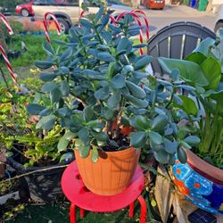Jade Plant $10