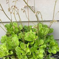 London's Pride Saxifrage Beautiful Evergreen Perennial Plants. See all photos!