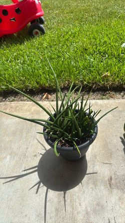 Sansevieria (snake plant)