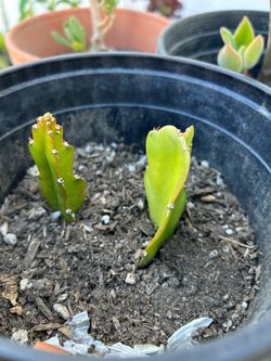 Dragon Fruit Potted Cuttings