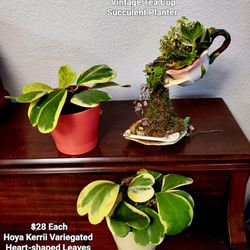 🦋 Mother's Day Plants Variegated Heart-shaped Hoya Kerrii , Succulents , Ufo,  Pilea Plants, 
