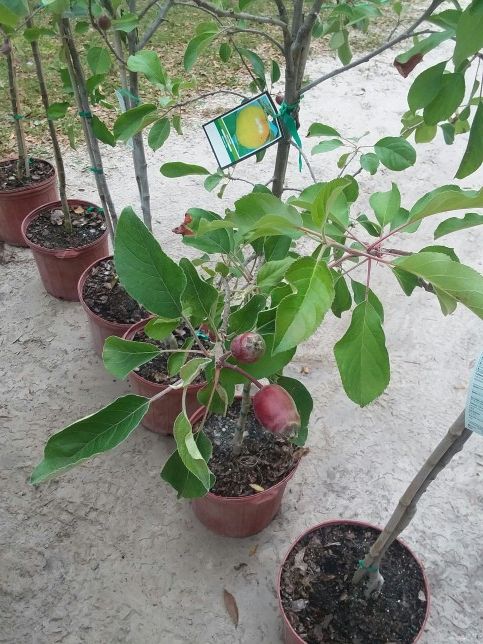 Pears, pomegranate, persimmon, apple, and fig trees
