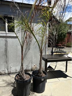 Queen Palms