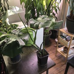 Monstera Plant 🪴 
