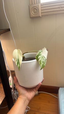 Very small monstera albo plant with pot