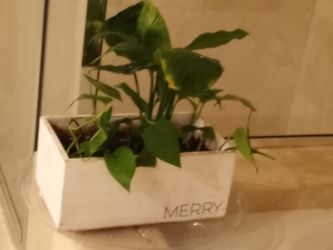 Healthy Indoor Plant