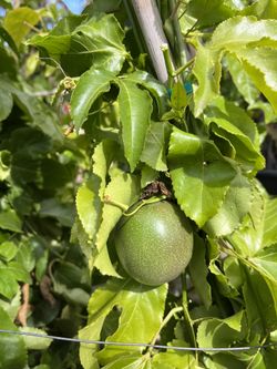Passion Fruit 