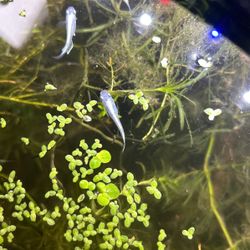 Medaka Rice Fish Platinum 