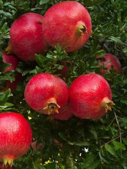 Pomegranate Tree Wonderful 石榴树in 15 Gallon