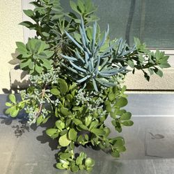 Assorted Succulent Plants 