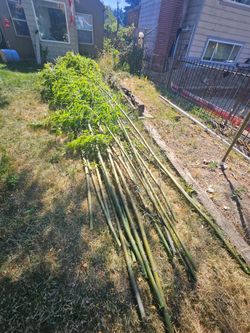 Timber Bamboo live and cut  non runners