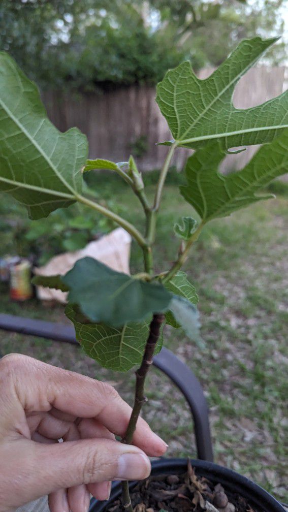 $10 Violette de bordeaux fig Tree, 1 Gal 