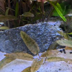 Aquarium Plants $5 Dollars