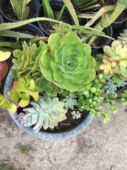 Assorted plants
