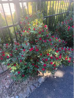 Rose bushes for sale