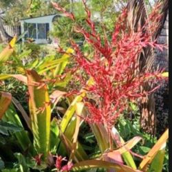 BROMELIAD landscape plant