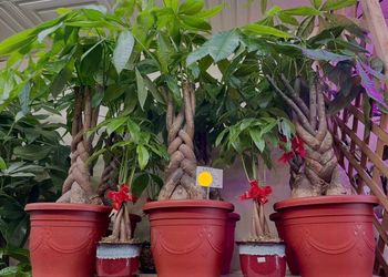 All size braided Money Trees, big trunk, 7 leaves Lucky Money Tree