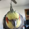 Max