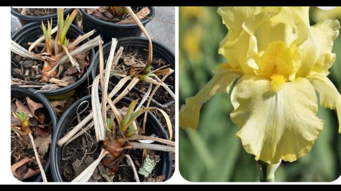 Yellow Beared Iris- 5 pots for $30