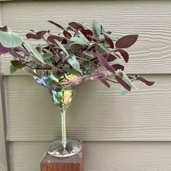  Fuzzy Houseplant With Purple Undersides.