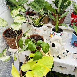 Plants For Sale  8 Each 