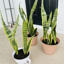 Plants For Sake 15 Each 