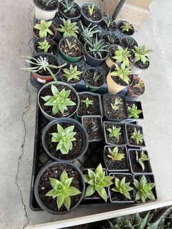 Beautiful Succulents 