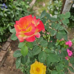 Rose Bush 3 Colors  In One 