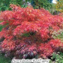 ‘Red Pygmy’ Dwarf Japanese Maple Tree