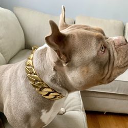 Dog Collar 