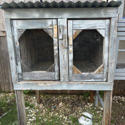 Bird/pegion/chicken 