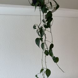 Epipremnum Pinnatum Albo Plant