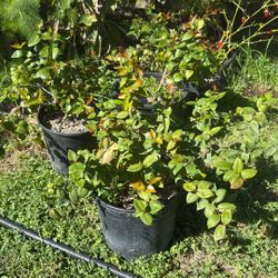 Surinam Cherry Seedlings
