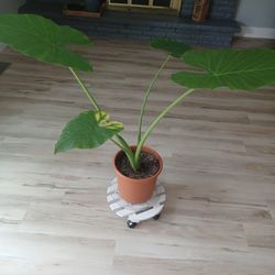 Elephant Ear Plant. Large And Healthy