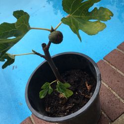fig tree - will fruit in about a year