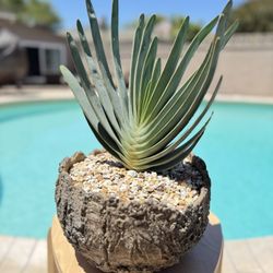 Fan Aloe Plicatilies