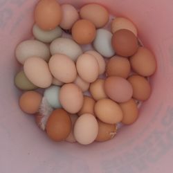 Fresh Eggs