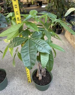 Today’s special: 6” Pot Braided Money Tree, Super Heathy Indoor Plant $23each; 95820
