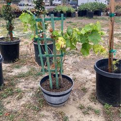 Plants