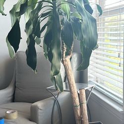 Large Potted Plant 