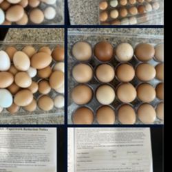 Eggs