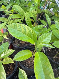 Passion Fruit Starters