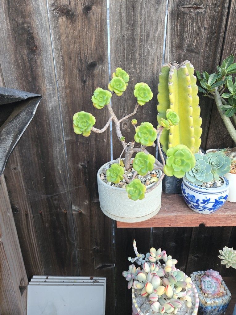 Succulents  Pot Not Included 