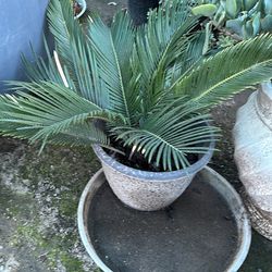 SAGO PALM