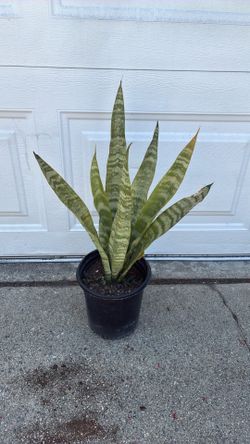 Snake plant
