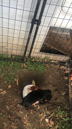 Selling Dog Cage