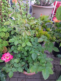 Plantas